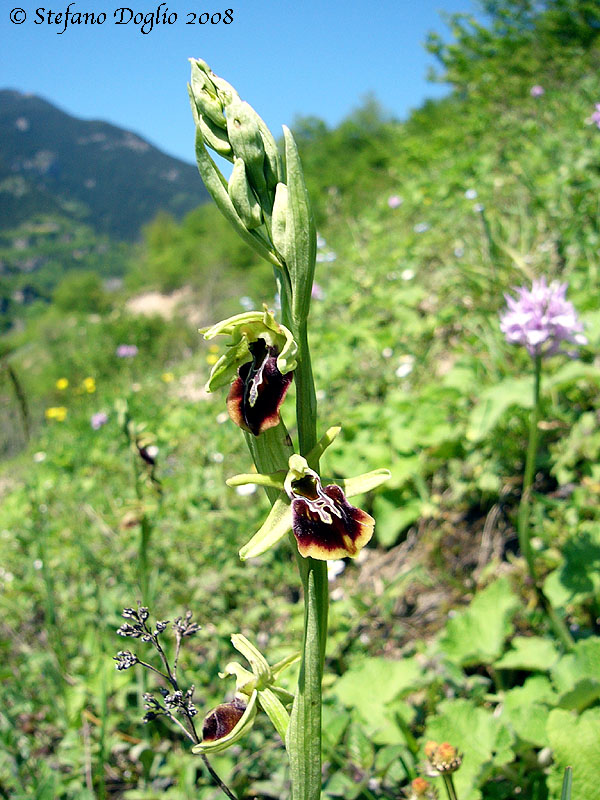 orchidee dal mar Nero turco...